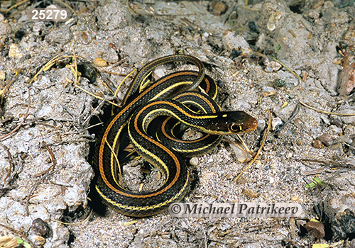 Arid Land Ribbon Snake (Thamnophis proximus diabolicus)